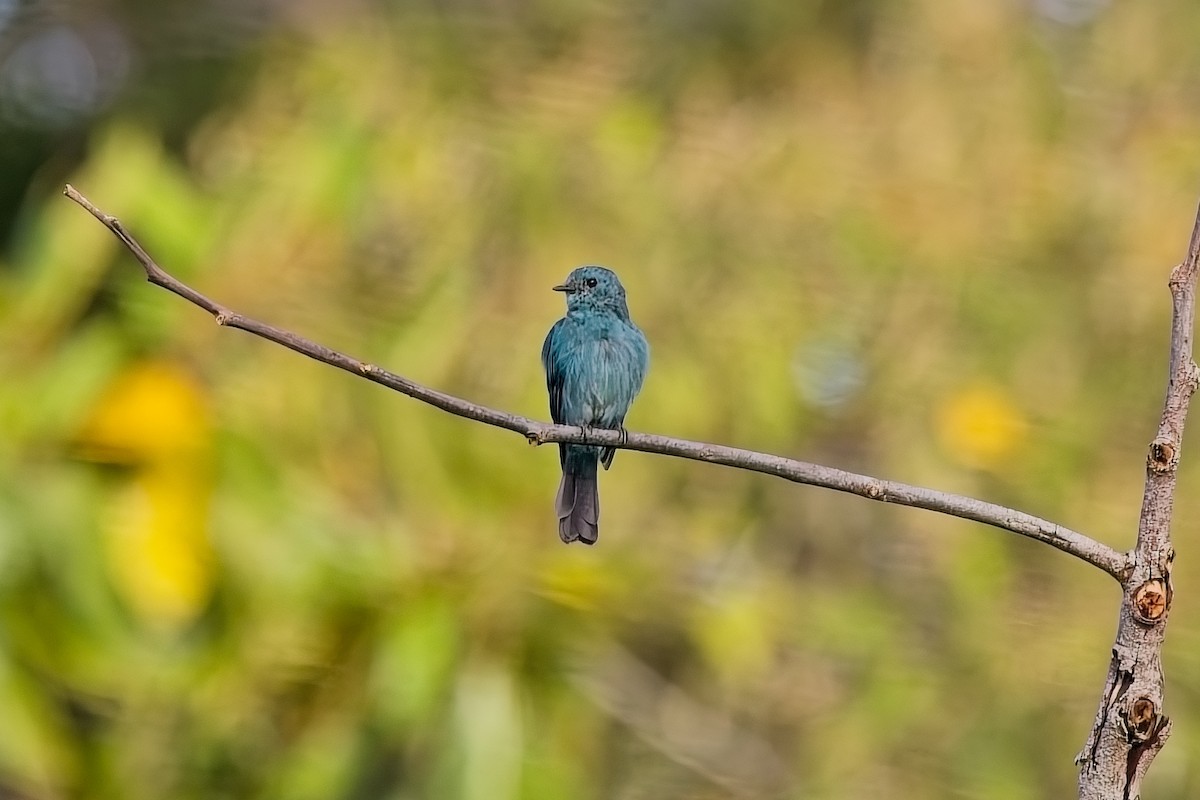 Verditer Flycatcher - ML642849713