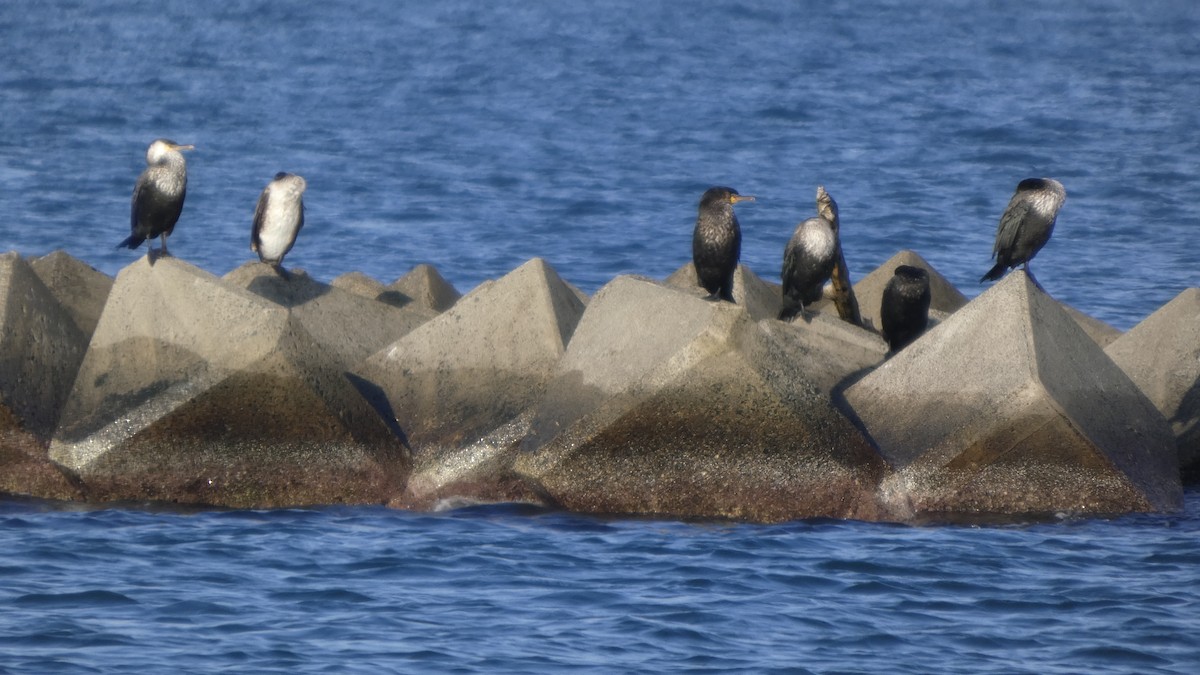 Japanese Cormorant - ML642849722