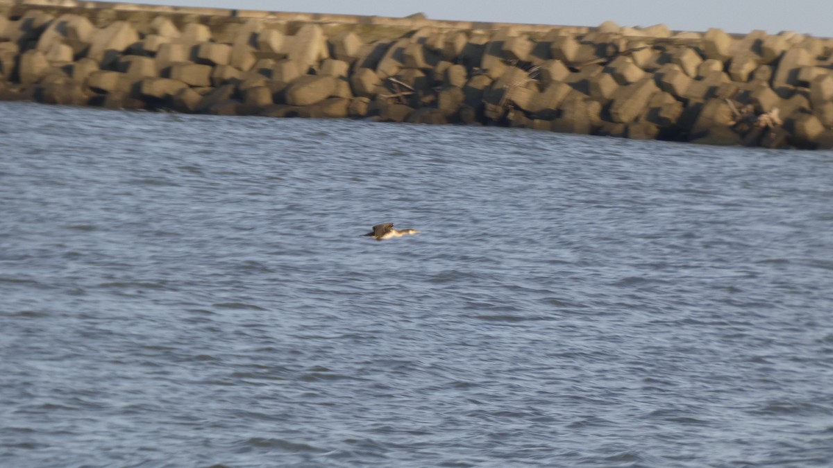 Japanese Cormorant - ML642849726