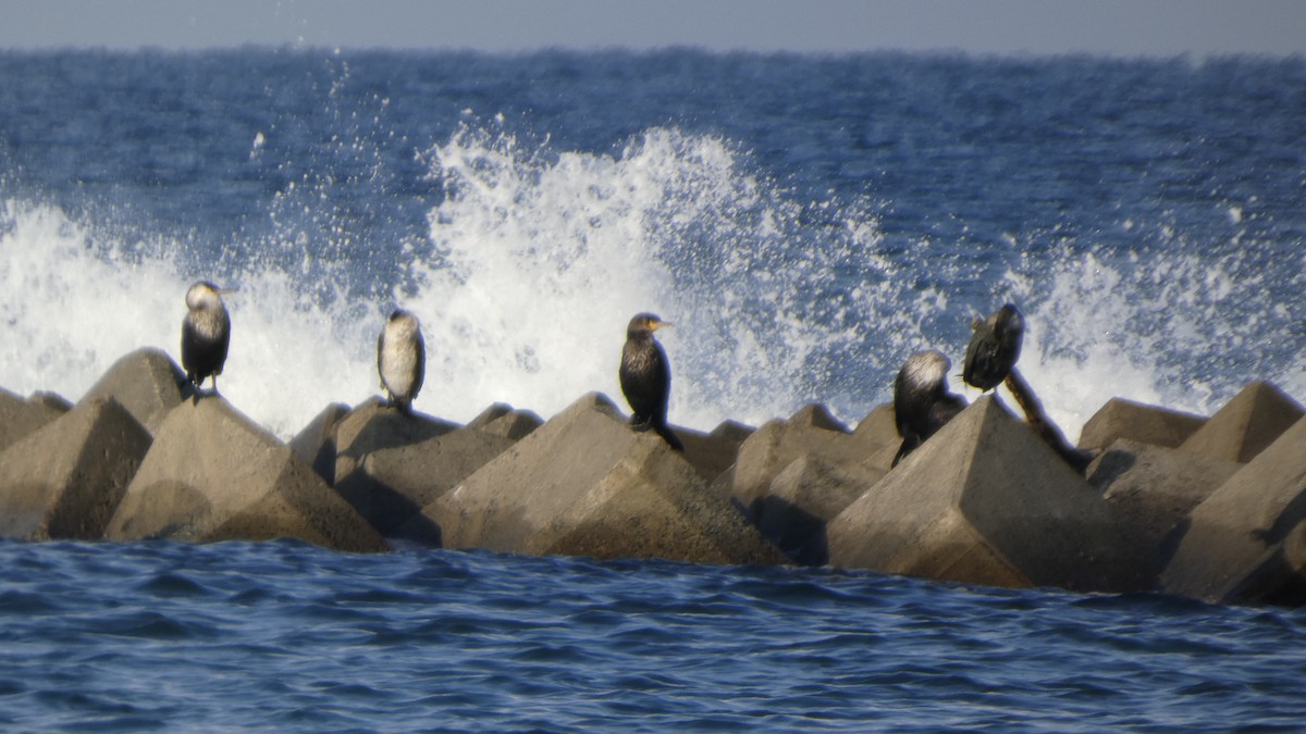Japanese Cormorant - ML642849727