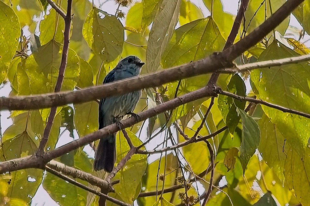 Verditer Flycatcher - ML642849732