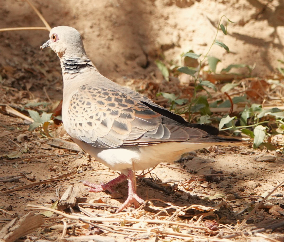 European Turtle-Dove - ML642849751