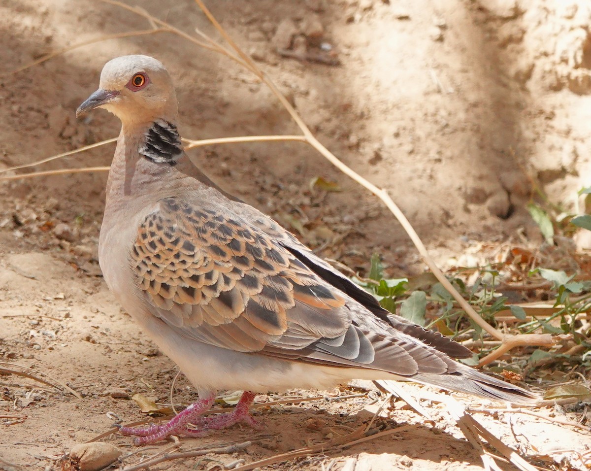 European Turtle-Dove - ML642849752