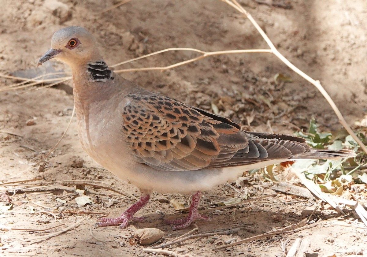 European Turtle-Dove - ML642849753