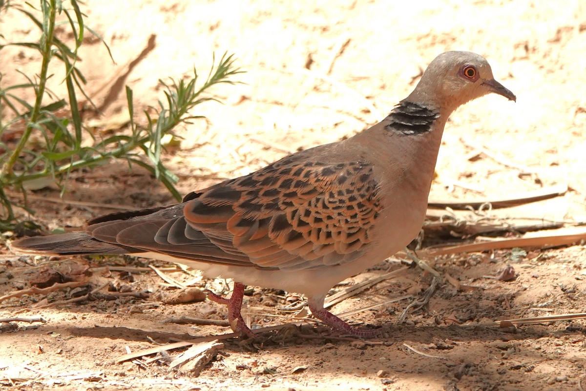 European Turtle-Dove - ML642849754