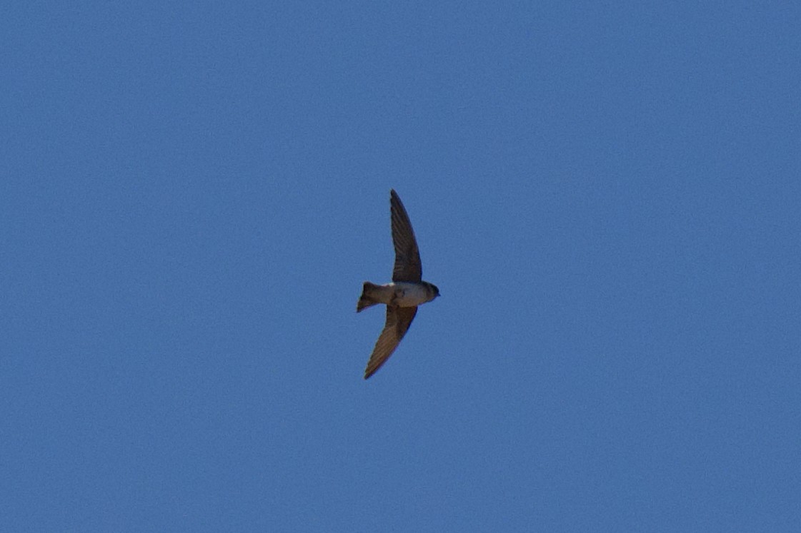 Tree Martin - ML642849767