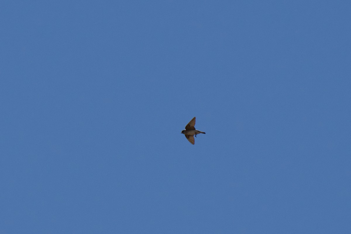Tree Martin - ML642849768