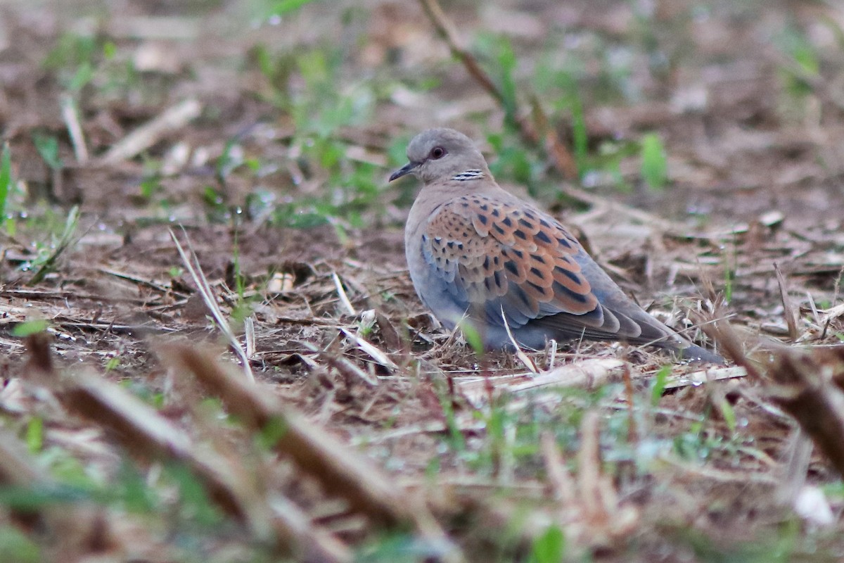 European Turtle-Dove - ML642849770