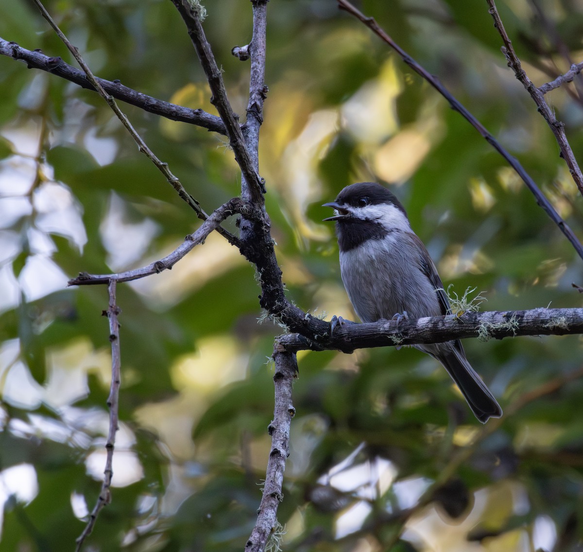 Chestnut-backed Chickadee - ML642849784