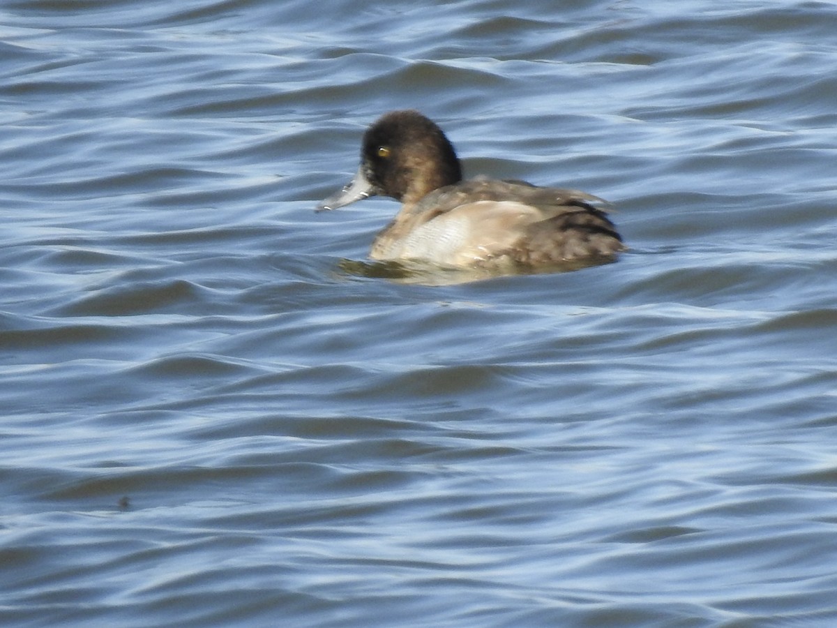 Greater Scaup - ML642849792