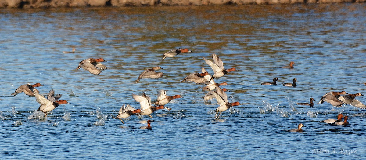 Common Pochard - ML642849794