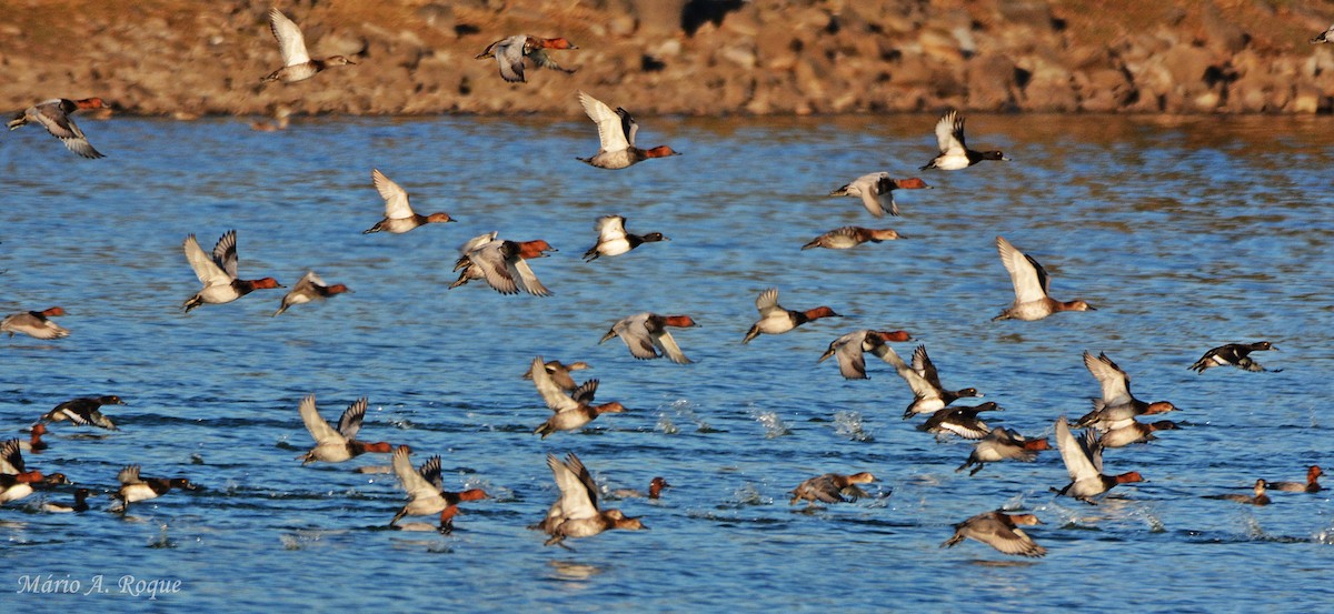 Common Pochard - ML642849795