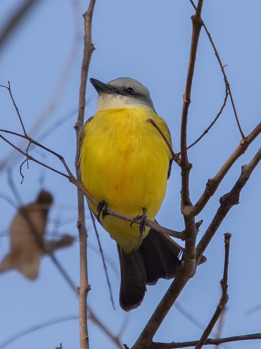 White-throated Kingbird - ML642849796