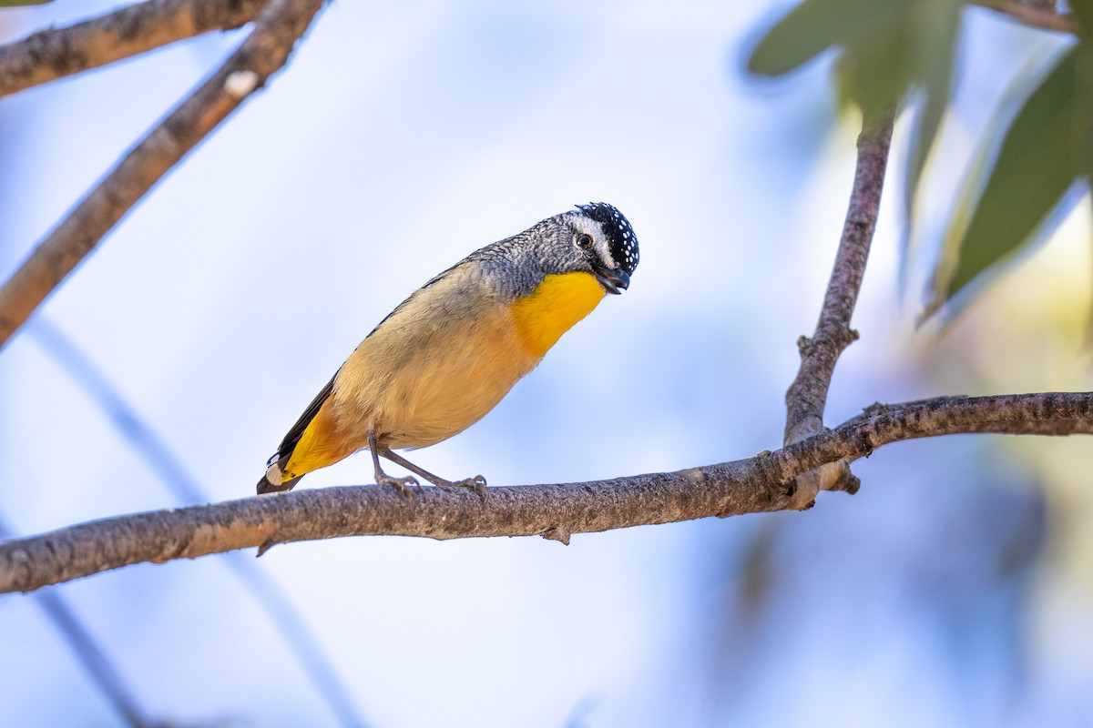 Spotted Pardalote - ML642849797