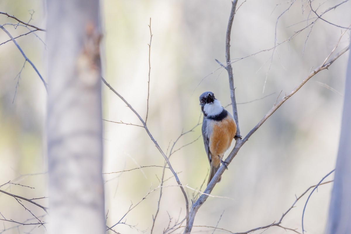 Rufous Whistler - ML642849808