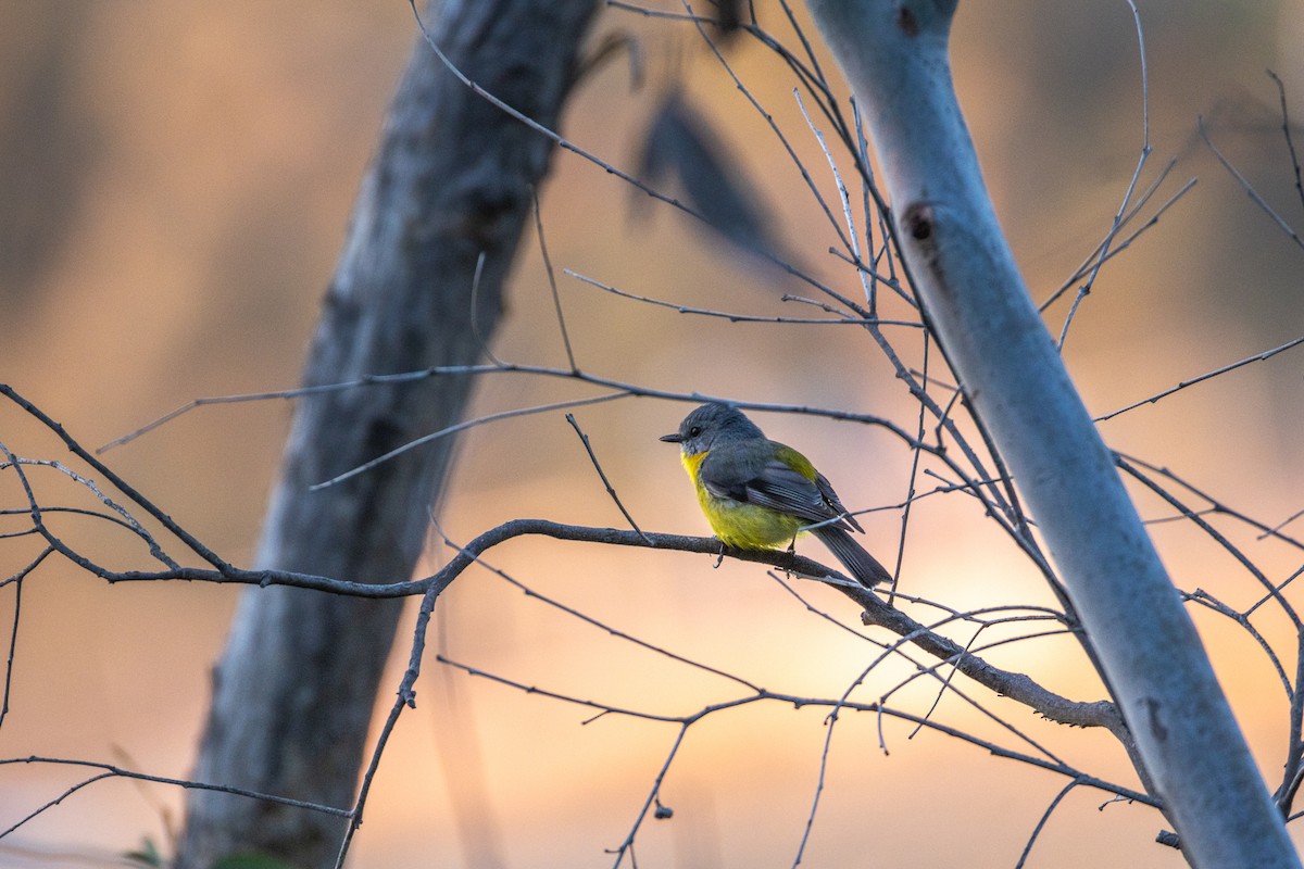 Eastern Yellow Robin - ML642849810