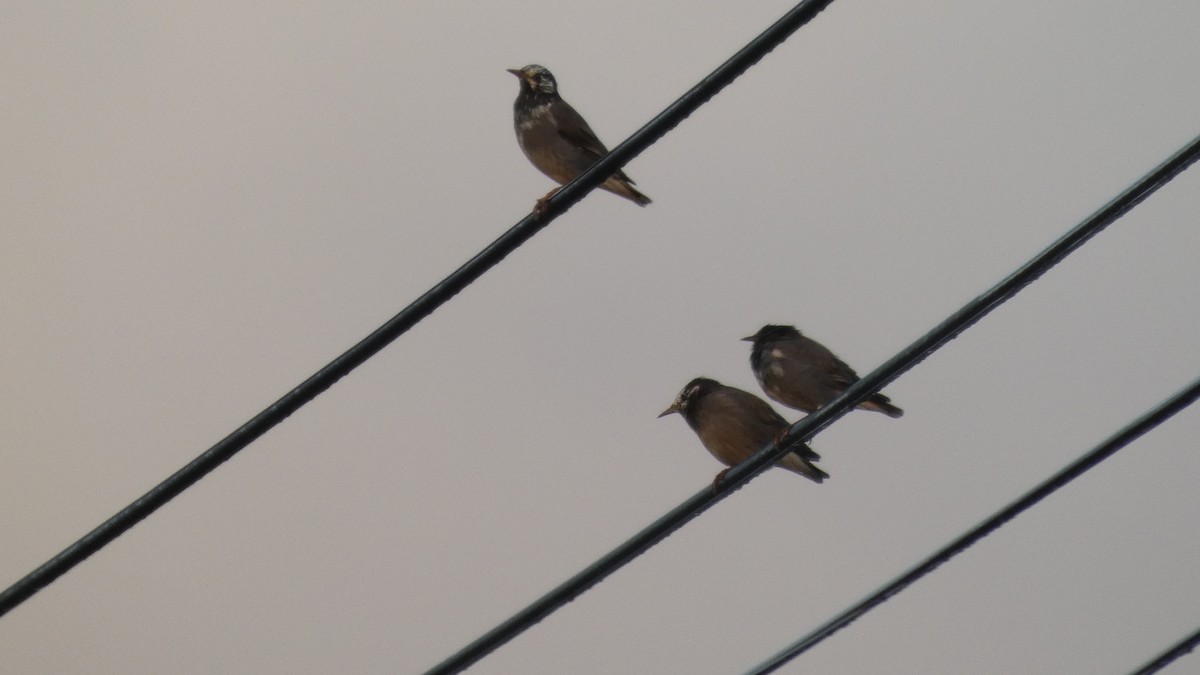 White-cheeked Starling - ML642849812