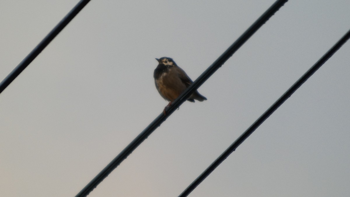 White-cheeked Starling - ML642849813