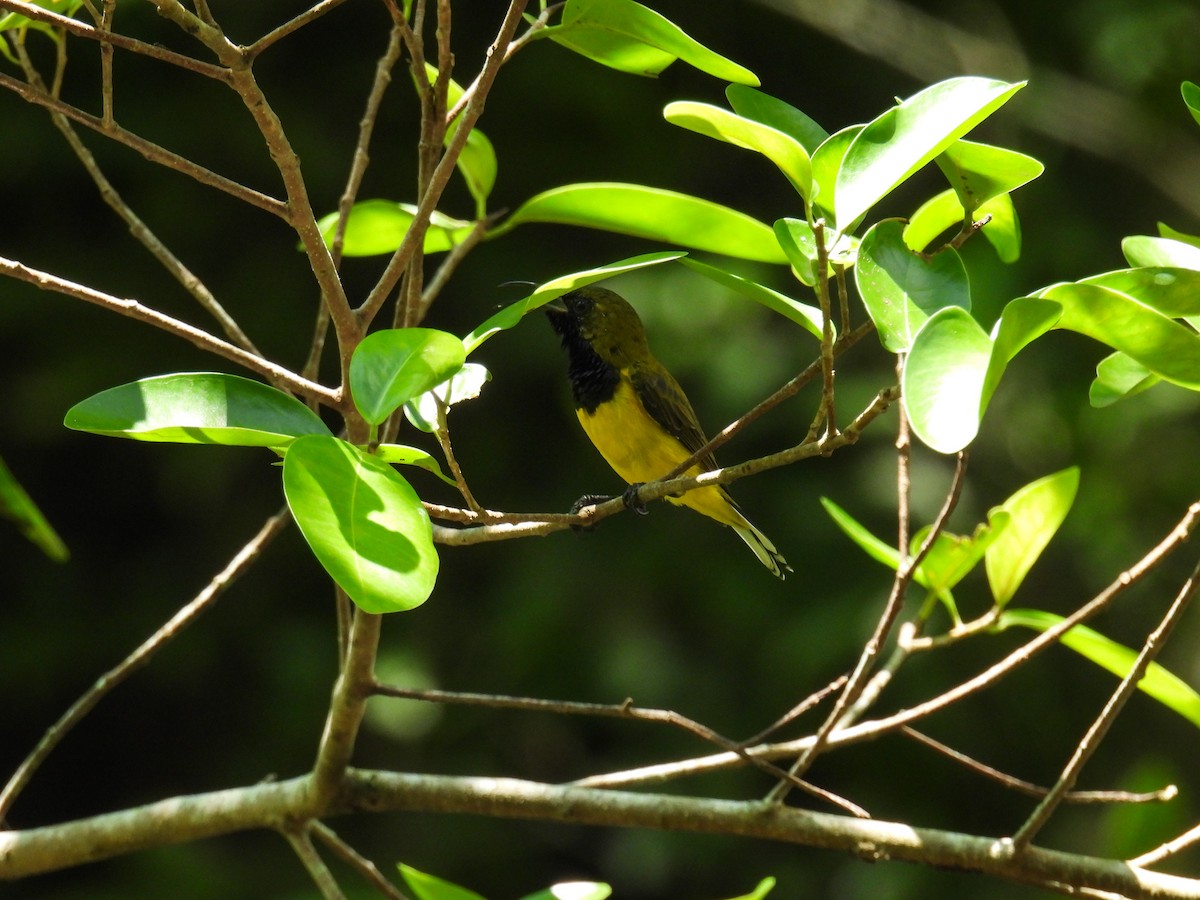 Ornate Sunbird - ML642849814