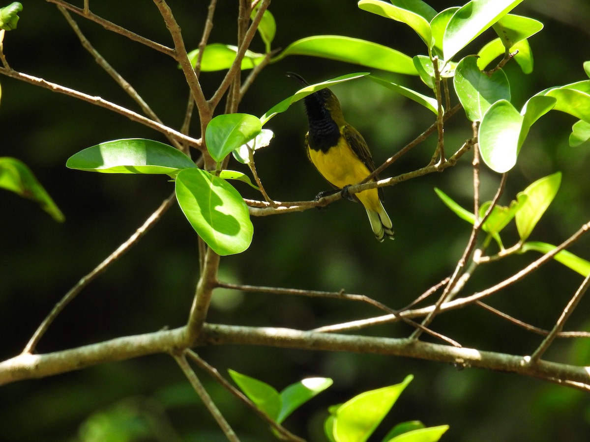 Ornate Sunbird - ML642849816