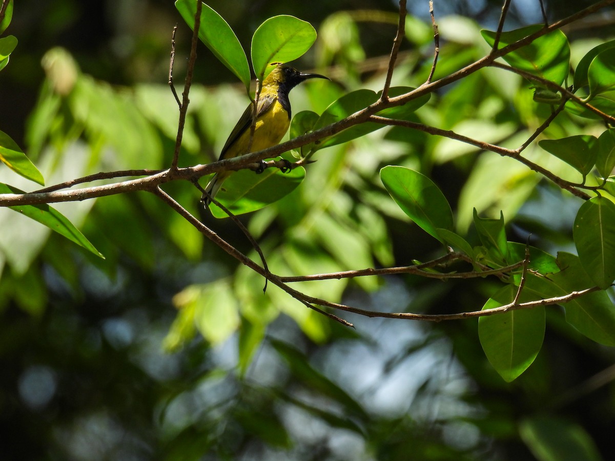 Ornate Sunbird - ML642849817