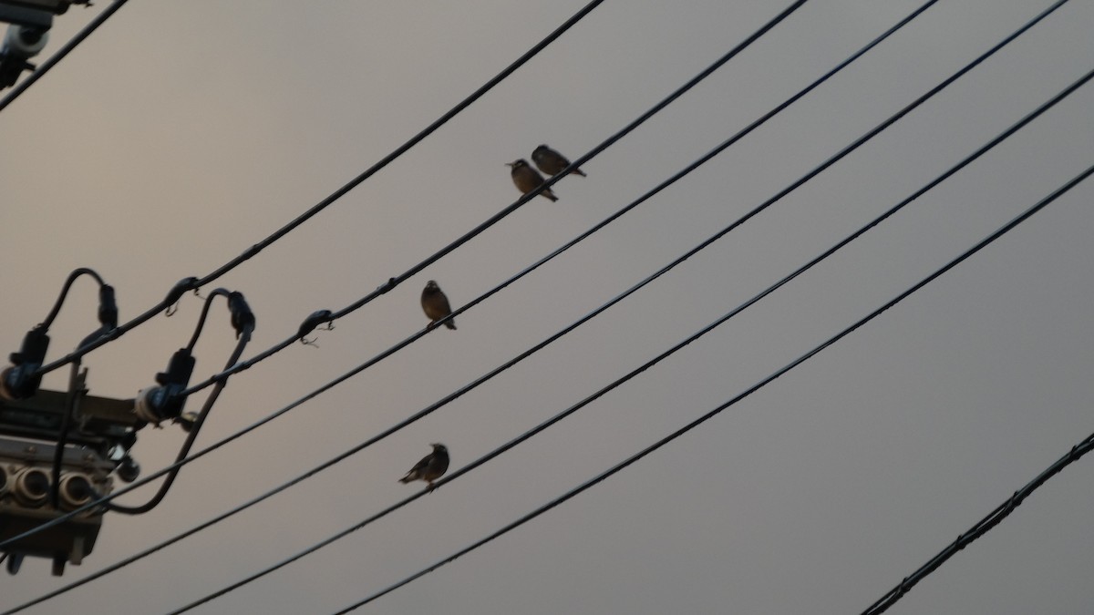 White-cheeked Starling - ML642849818
