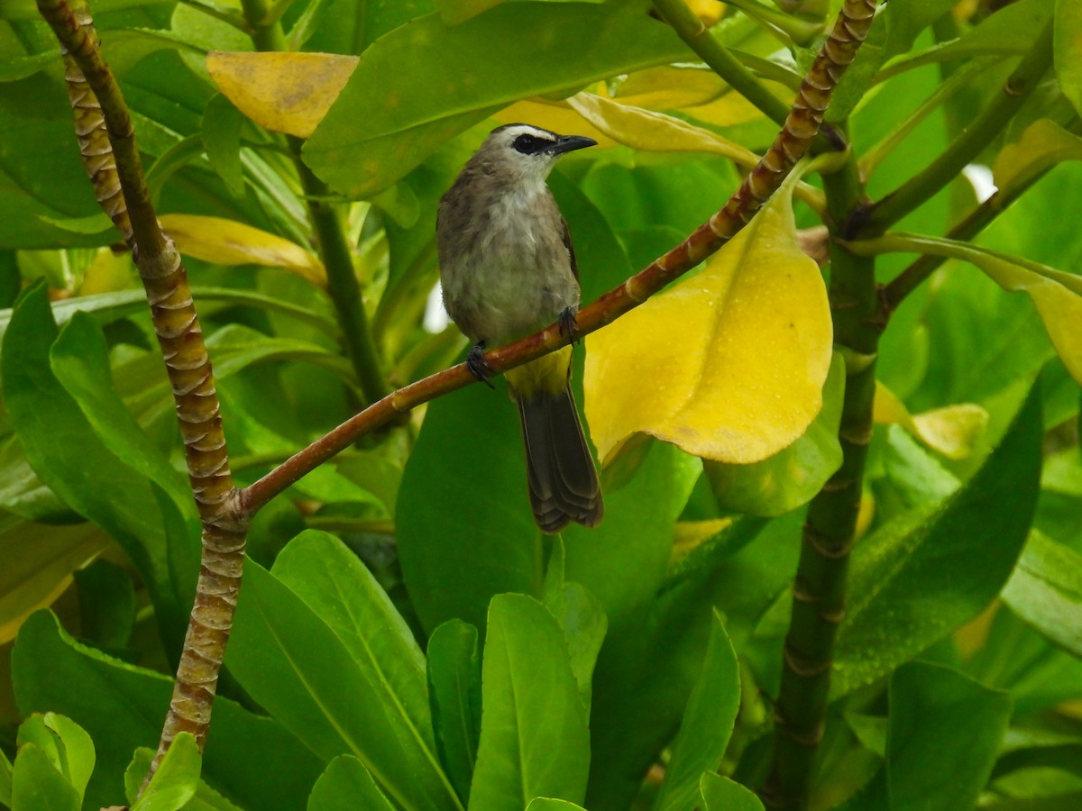 Yellow-vented Bulbul - ML642849827