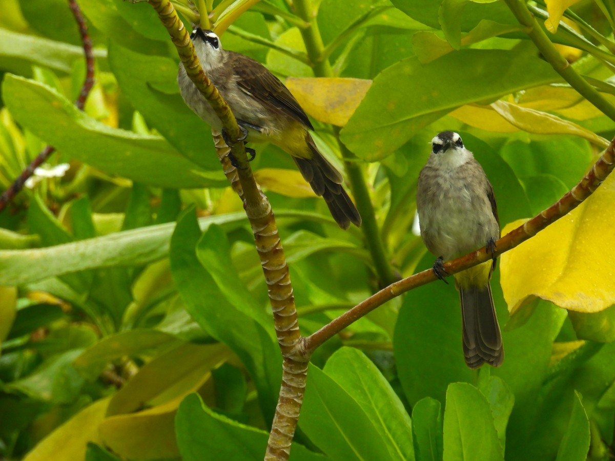 Yellow-vented Bulbul - ML642849828