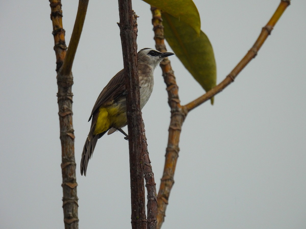 Yellow-vented Bulbul - ML642849829