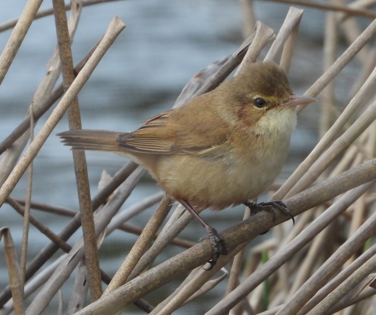 Australian Reed Warbler - ML642849830