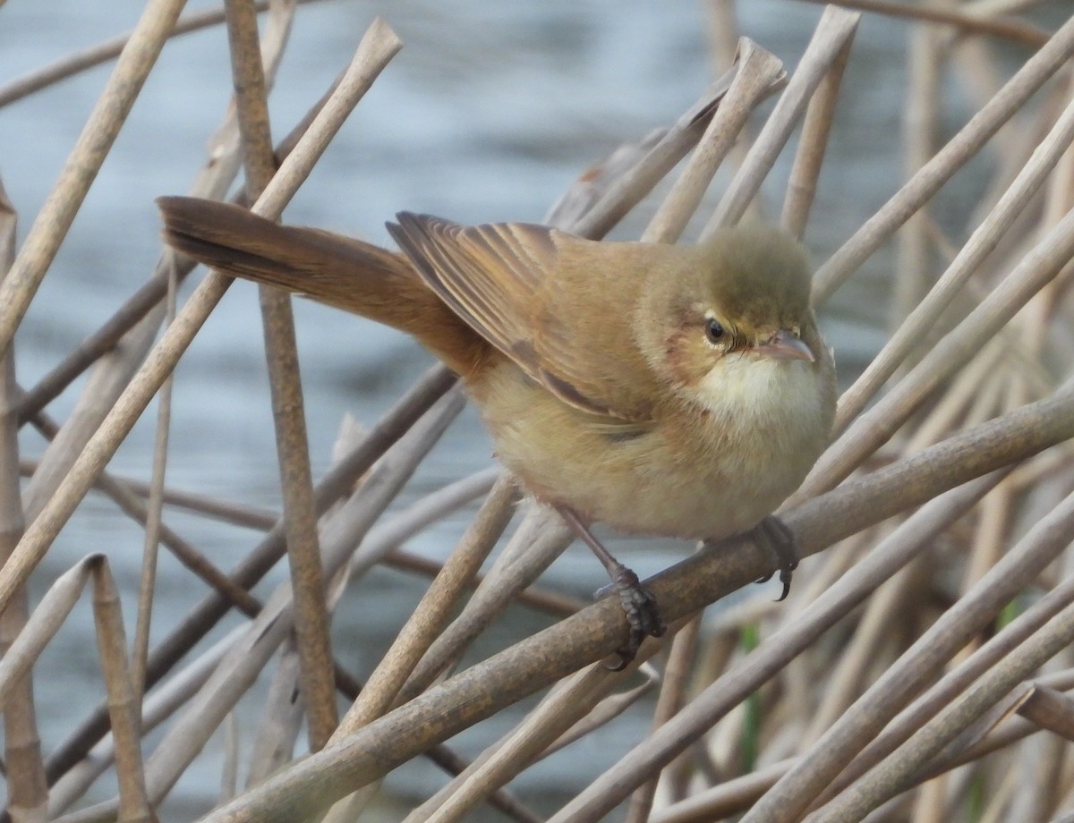 Australian Reed Warbler - ML642849831