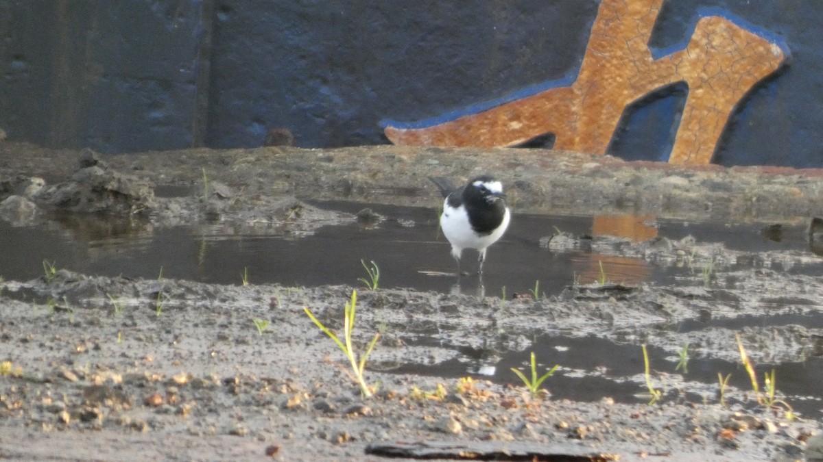 Japanese Wagtail - ML642849832