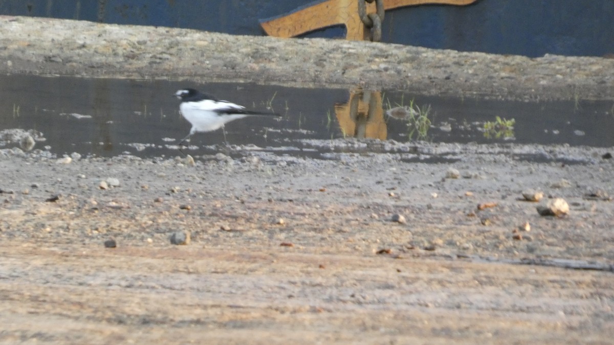 Japanese Wagtail - ML642849833