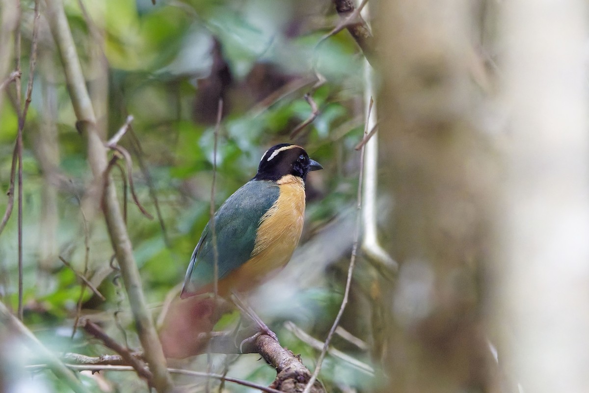 Elegant Pitta - ML642849834