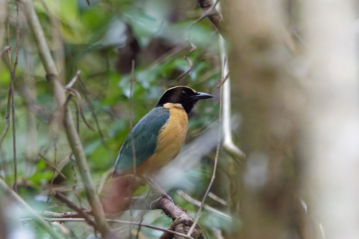 Elegant Pitta - ML642849835