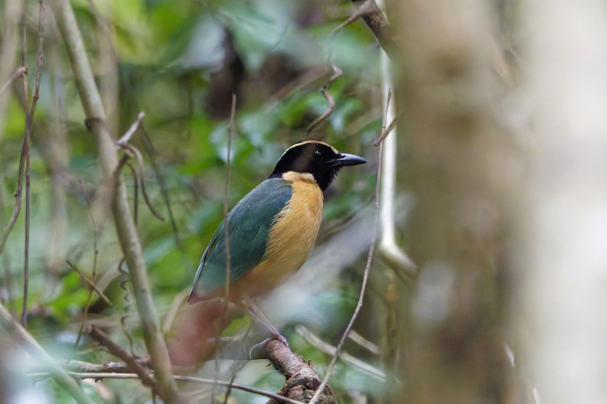 Elegant Pitta - ML642849836