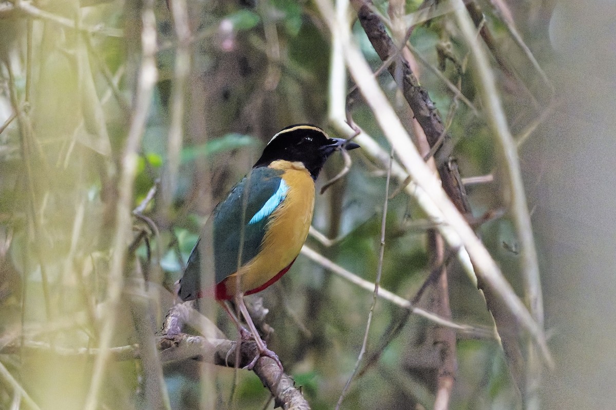 Elegant Pitta - ML642849837