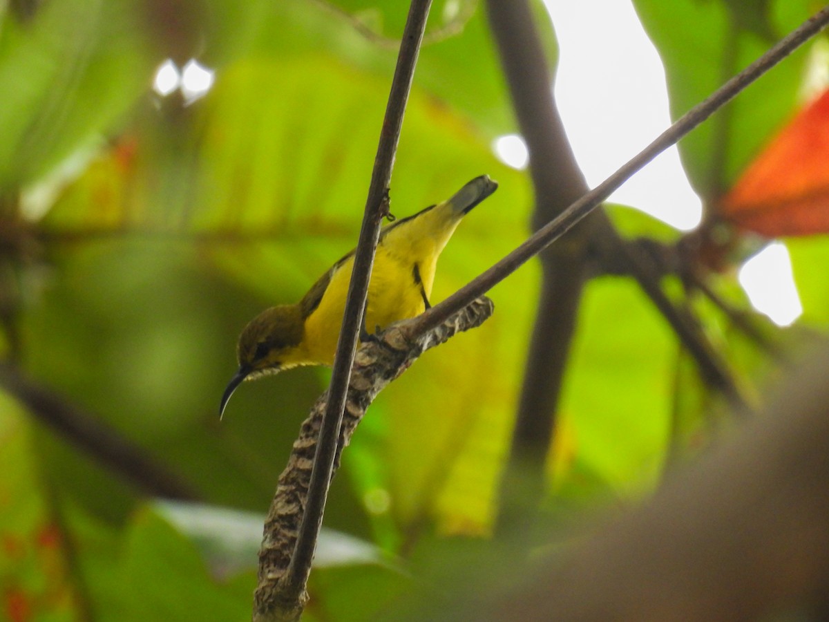 Ornate Sunbird - ML642849839