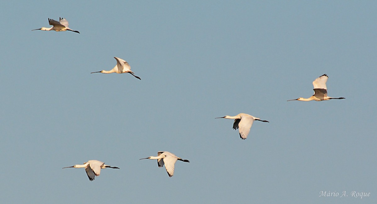 Eurasian Spoonbill - ML642849840