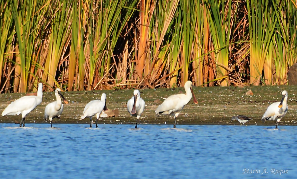 Eurasian Spoonbill - ML642849841