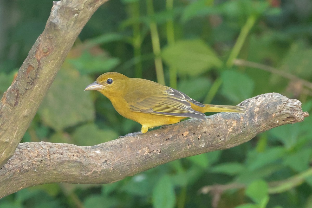 Summer Tanager - ML642849842