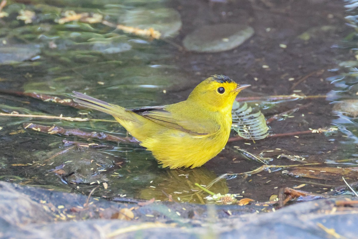 Wilson's Warbler - ML642849844