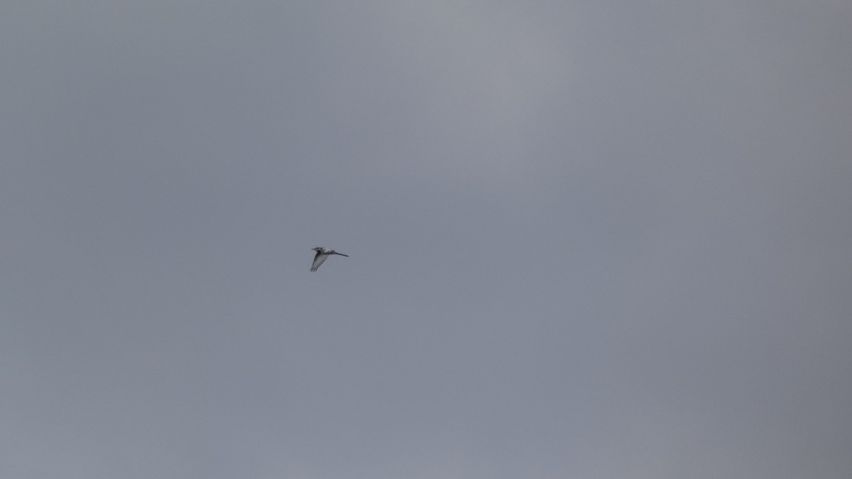 White Wagtail - ML642849845