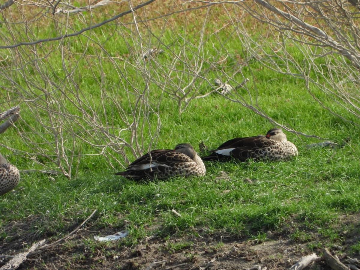 Indian Spot-billed Duck - ML642849846