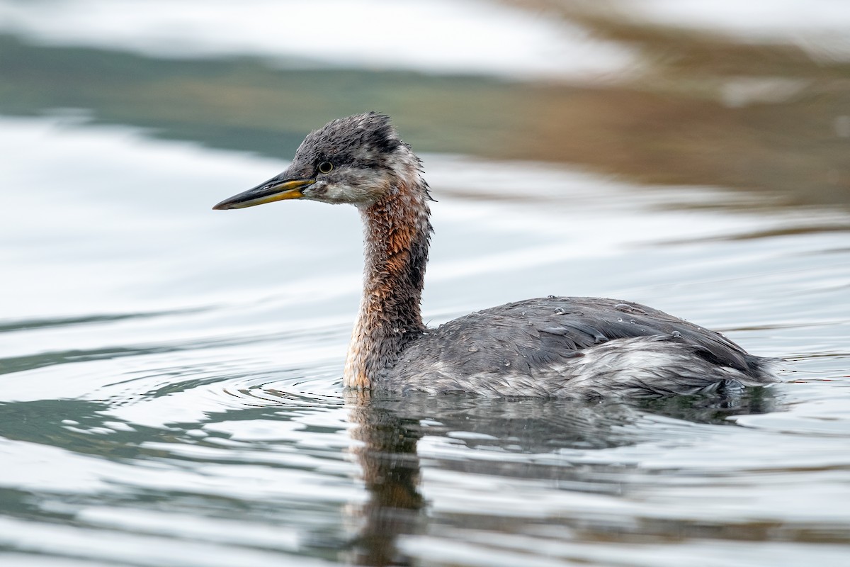 Red-necked Grebe - ML642849848