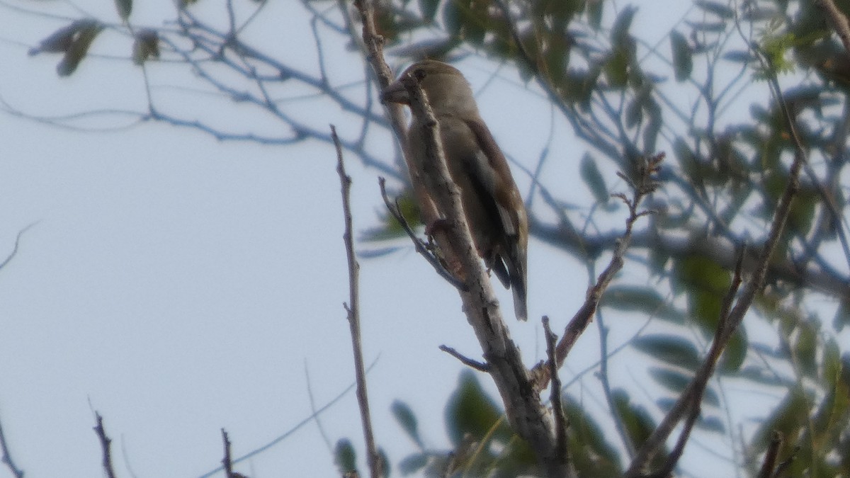 Hawfinch - ML642849849