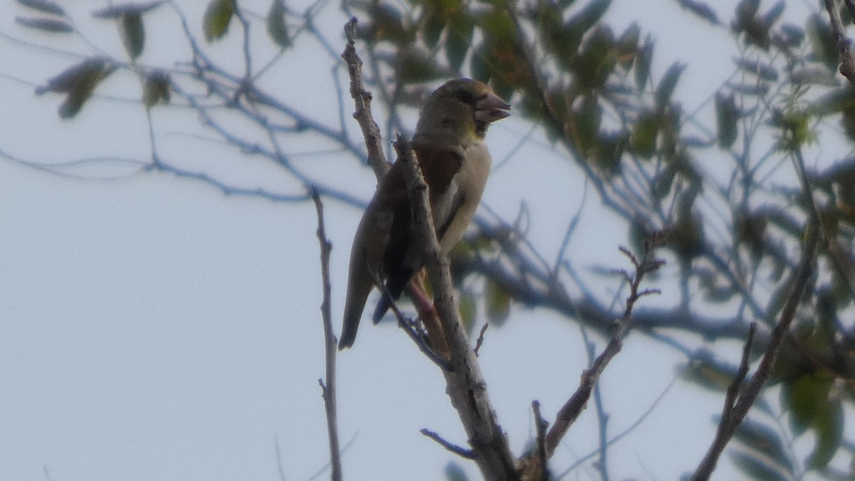 Hawfinch - ML642849850