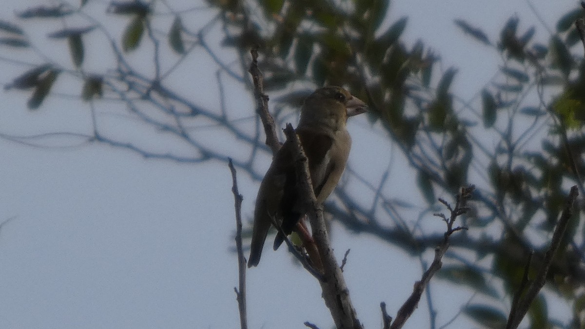 Hawfinch - ML642849851