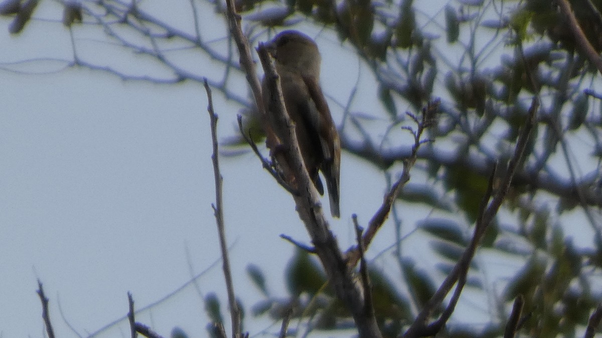 Hawfinch - ML642849852
