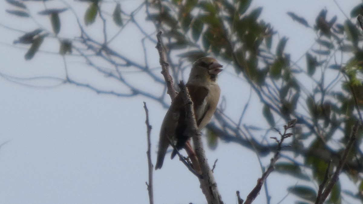 Hawfinch - ML642849853